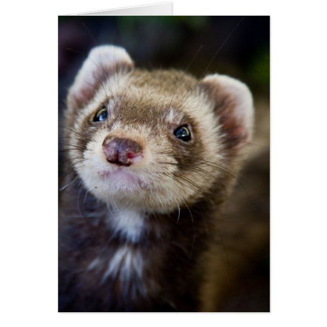 Ferret (Vorne)