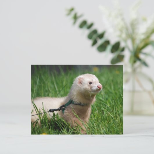 Ferret 1 postkarte (Stehend Vorderseite)