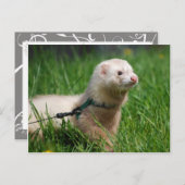 Ferret 1 postkarte (Vorne/Hinten)