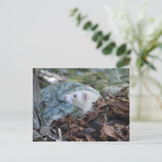 Ferret 2 postkarte (Stehend Vorderseite)