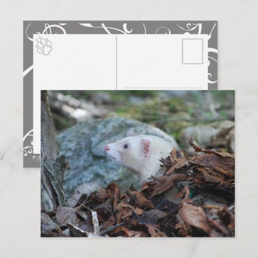 Ferret 2 postkarte (Vorne/Hinten)