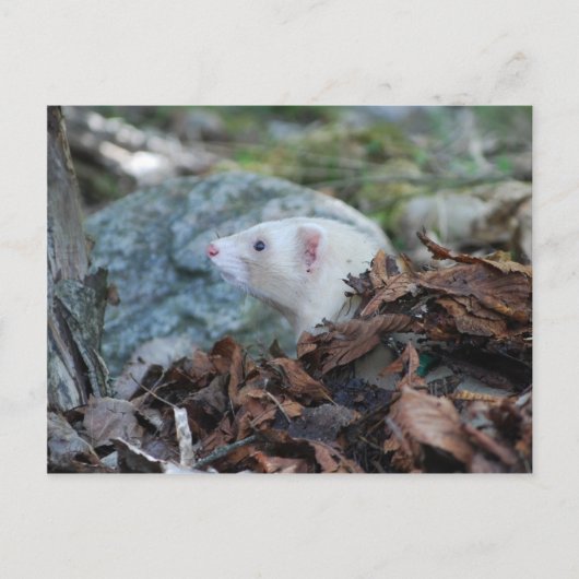 Ferret 2 postkarte (Vorderseite)