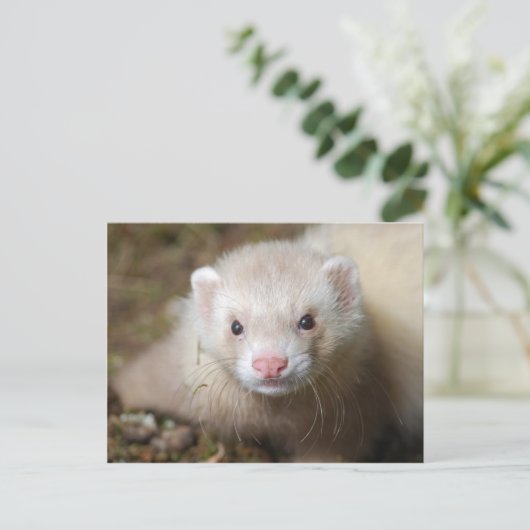 Ferret 3 postkarte (Stehend Vorderseite)