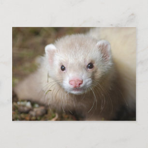 Ferret 3 postkarte