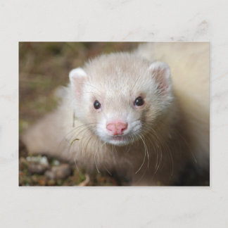 Ferret 3 postkarte