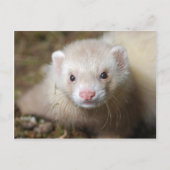 Ferret 3 postkarte (Vorderseite)