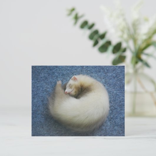 Ferret 4 postkarte (Stehend Vorderseite)