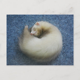 Ferret 4 postkarte