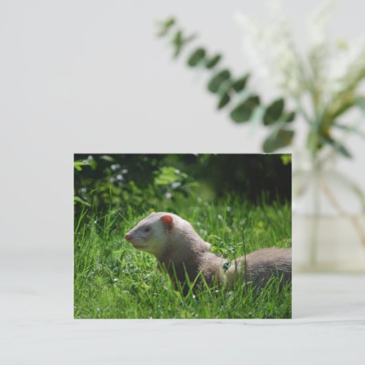Ferret 5 postkarte (Stehend Vorderseite)