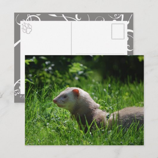 Ferret 5 postkarte (Vorne/Hinten)