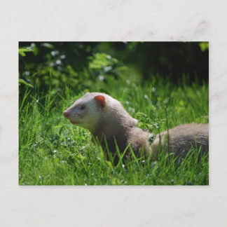 Ferret 5 postkarte