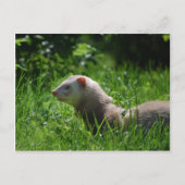 Ferret 5 postkarte (Vorderseite)