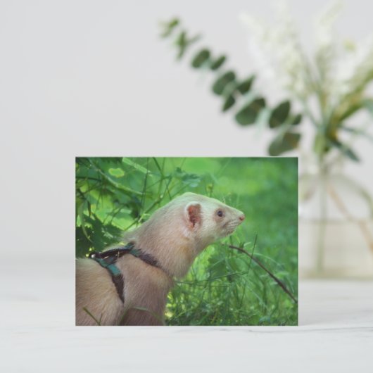 Ferret 6 postkarte (Stehend Vorderseite)