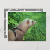 Ferret 6 postkarte (Vorne/Hinten)