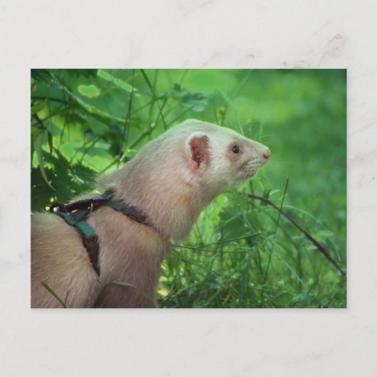 Ferret 6 postkarte (Vorderseite)