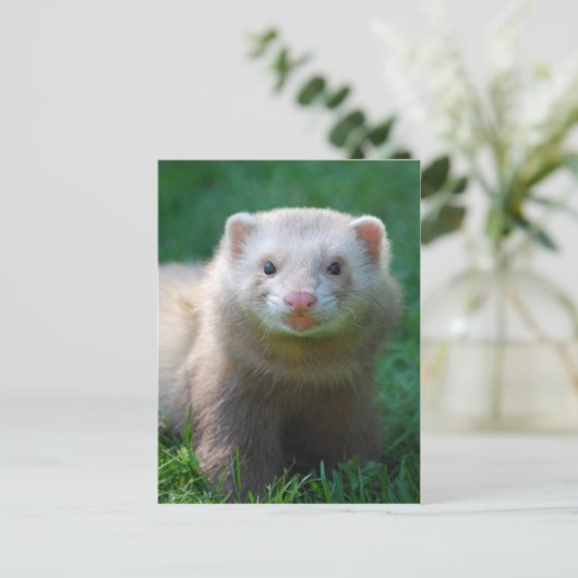 Ferret 7 postkarte (Stehend Vorderseite)