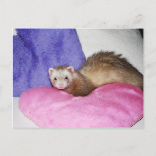 Ferret 8 postkarte (Vorderseite)
