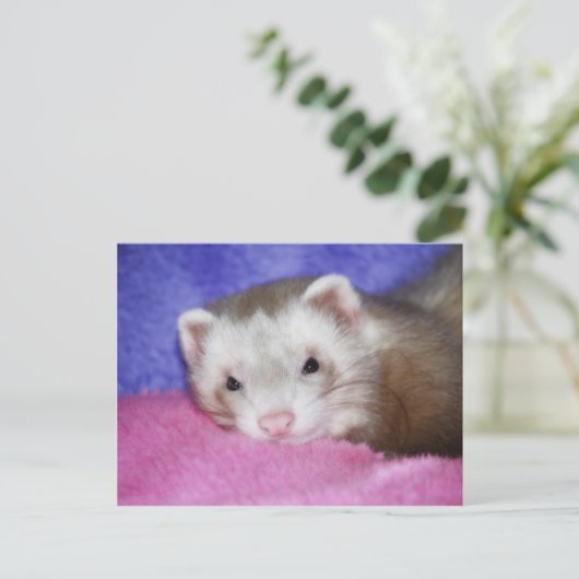 Ferret 9 postkarte (Stehend Vorderseite)