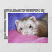 Ferret 9 postkarte (Vorne/Hinten)
