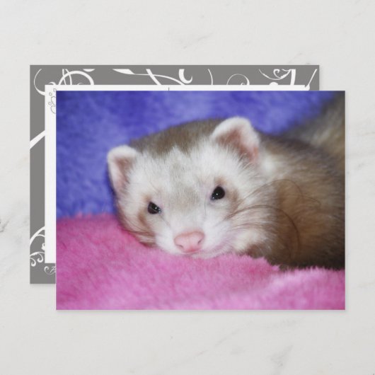 Ferret 9 postkarte (Vorne/Hinten)