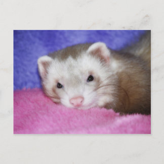 Ferret 9 postkarte