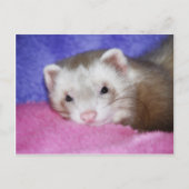 Ferret 9 postkarte (Vorderseite)