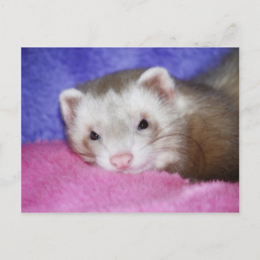 Ferret 9 postkarte (Vorderseite)