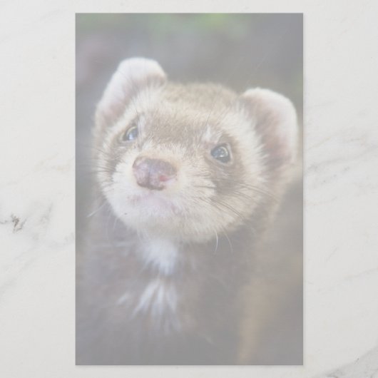 Ferret Briefpapier (Vorderseite)