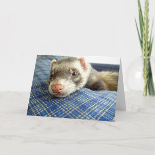 Ferret Face Birthday Card Karte