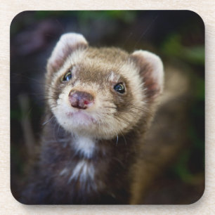 Ferret Getränkeuntersetzer
