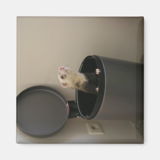 Ferret in einem Mülleimer Magnet (Vorne)