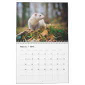Ferret-Kalender 2021 Kalender (Feb 2027)
