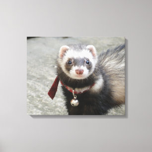 Ferret Leinwanddruck