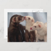 Ferret Liebe Postkarte (Vorne/Hinten)