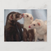 Ferret Liebe Postkarte (Vorderseite)