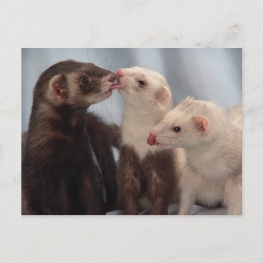 Ferret Liebe Postkarte (Vorderseite)