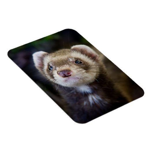 Ferret Magnet (Rechte Seite)