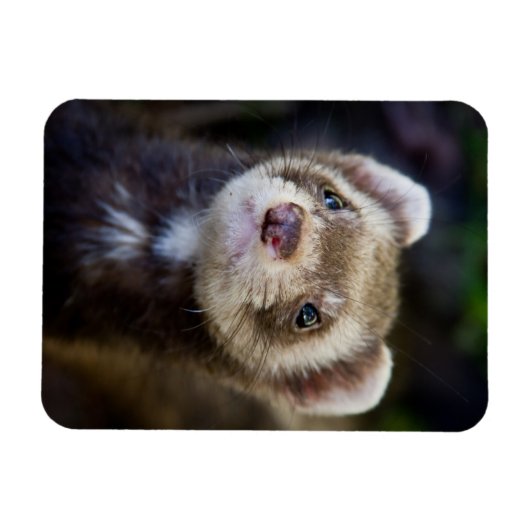 Ferret Magnet (Horizontal)
