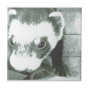 Ferret Niedlich Picture Fliese