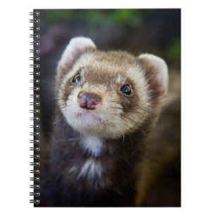 Ferret Notizblock