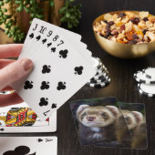 Ferret playing cards spielkarten (In Situ)