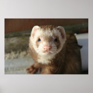 Ferret Poster nah-up