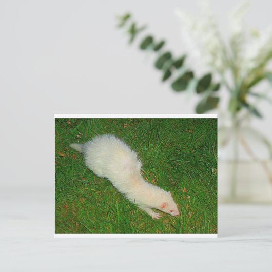 Ferret Postkarte (Stehend Vorderseite)