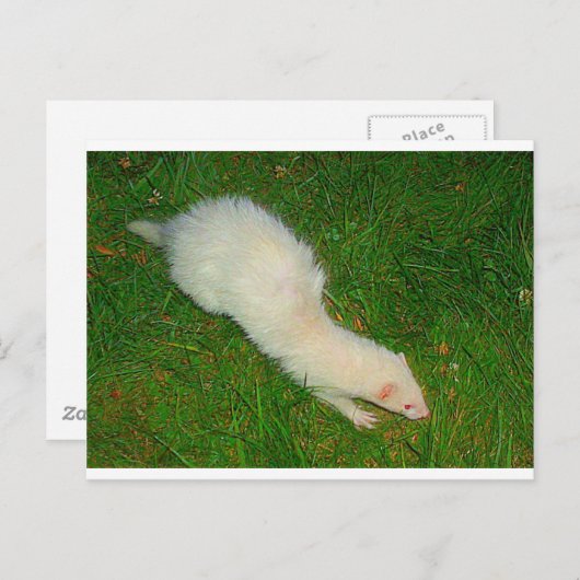 Ferret Postkarte (Vorne/Hinten)