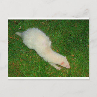 Ferret Postkarte