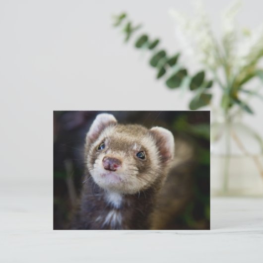 Ferret Postkarte (Stehend Vorderseite)