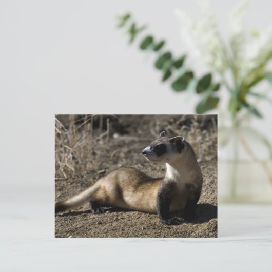 Ferret Postkarte (Stehend Vorderseite)