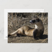 Ferret Postkarte (Vorne/Hinten)