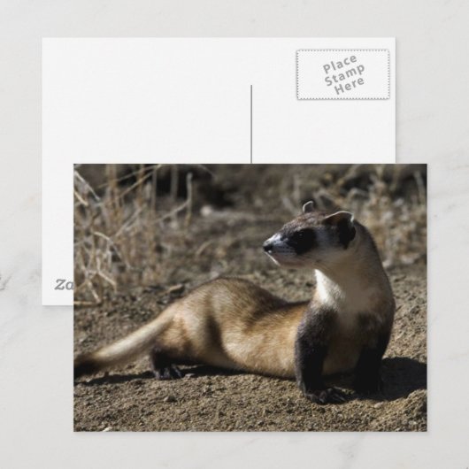 Ferret Postkarte (Vorne/Hinten)