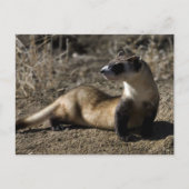 Ferret Postkarte (Vorderseite)